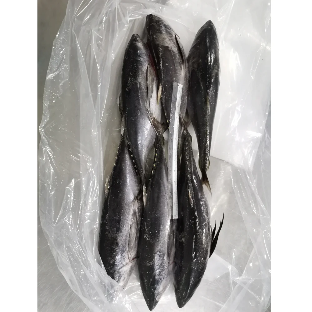 Best Selling Good Quality Malaysia Manufacture Frozen Natural Black Whole Round Longtail Tuna