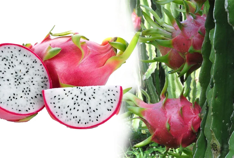 
Sweet Organic VIETGAP Certification 0,3kg - 0,6kg Per Piece Fresh Dragon Fruit 