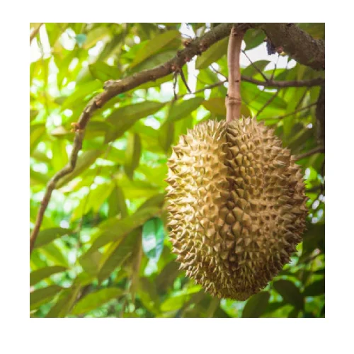  Вкусный сильный запах фруктов со сладким вкусом заварного дуриана для вкуса соленых и сладких десертов