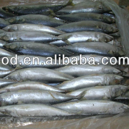 frozen pacific mackerel fish on sale