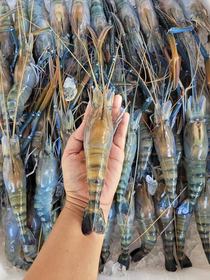 quality grade frozen river shrimp from Thailand by SP Organic