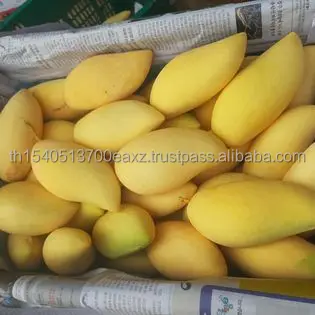 Premium Mango fruit (Thai Numdukmai ) (Golden Flower)