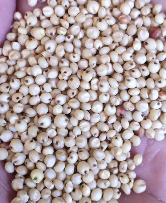 White fresh quality Sorghum Seeds