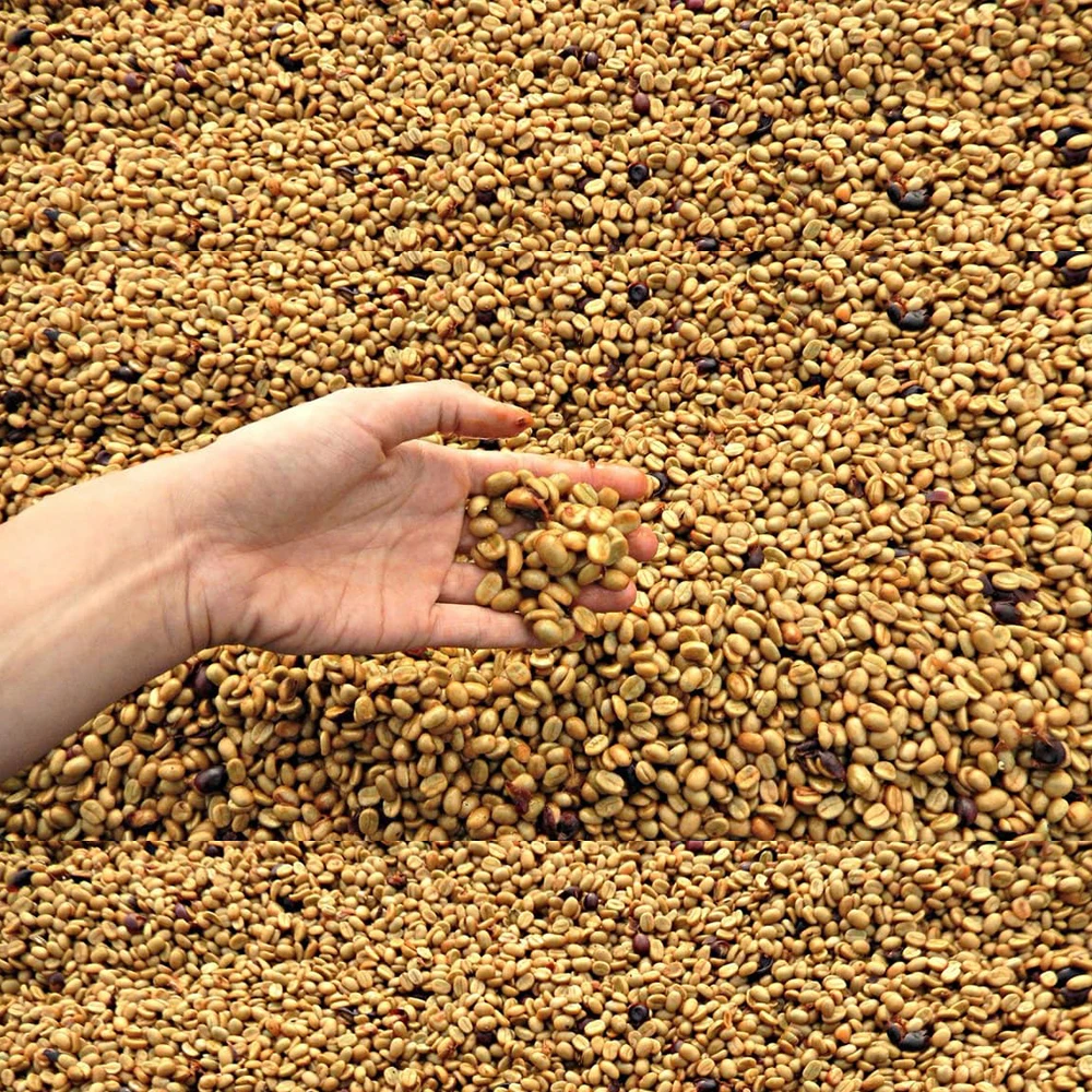 High Quality Green Coffee Beans from Vietnam - Natural Robusta and Arabica Coffee Export Quality Small MOQ