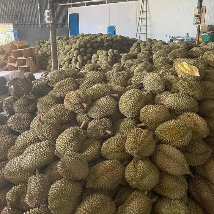 Vietnam Fresh durian for exporting with standard quality packaged carefully and the best price shipping to EU US ASIA