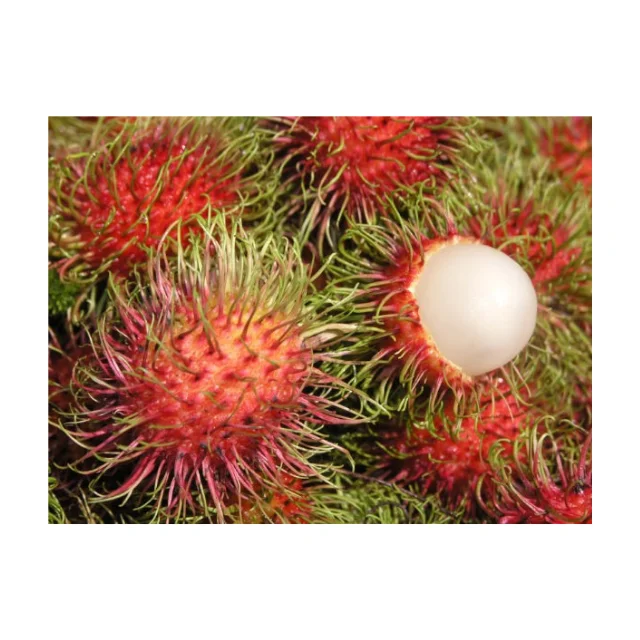 Fresh Rambutan Fruit, Natural Sweet Tropical Fruit From Thailand Best Price Wholesale High Quality