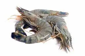 Whole Price Fresh Black Tiger Prawns Shrimp Red Shrimp