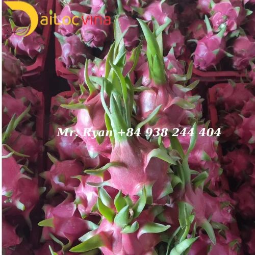 Вьетнамский фрукт красного дракона-вьетнамский дракона