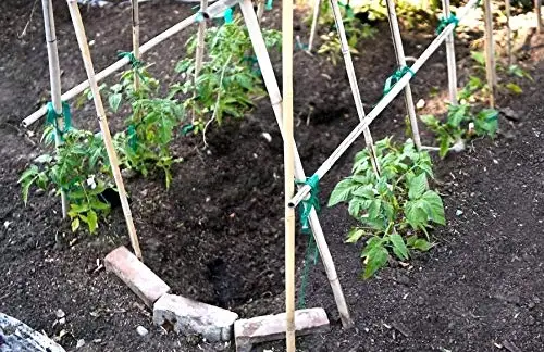 Natural Bamboo Pole Wholesales