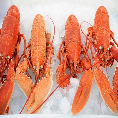 
.Live Lobsters / Frozen Lobster 