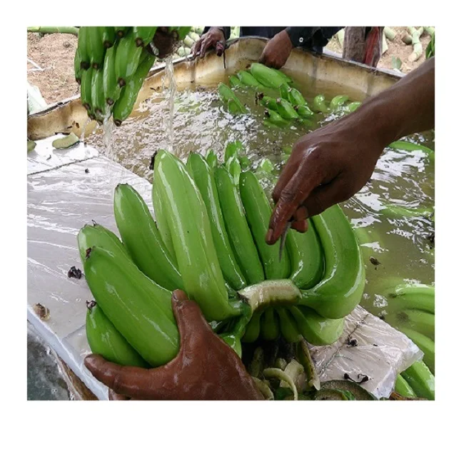  2021 EXPORT QUALITY CAVENDISH