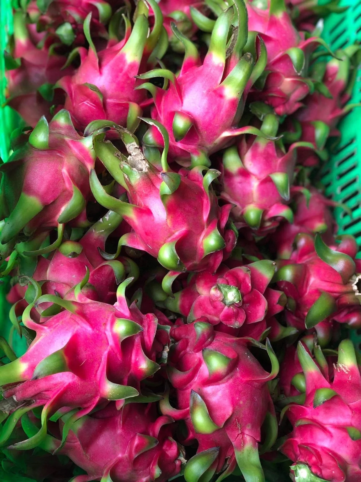 
GOOD QUALITY VIETNAM RED DRAGON FRUIT WITH CHEAP PRICE 