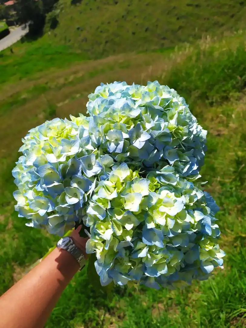 decorative flowers Real fresh cut Hydrangea premium quality JUMBO size (23/25) cm acqua light Blu colour fresh flowers