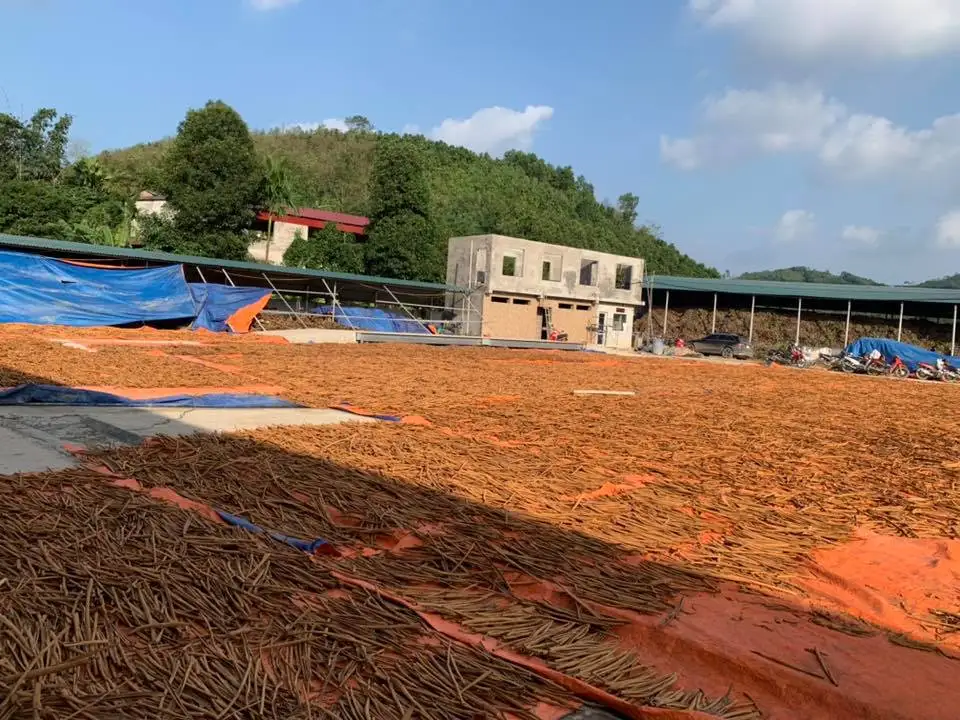 Good Price Vietnam Cigarettes Cinnamon 70 -100% Roll  Single Spices Dehydrated Vegetable Cinnamon Roll Packaging