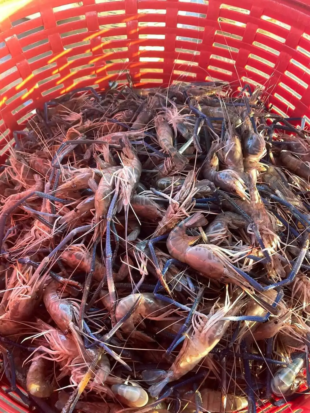 Frozen Shrimp All Seafood Best Quality from Thailand for100% Export Ready to ship OEM support