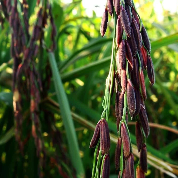 Очень полезный тёмно-фиолетовый 100% натуральный рисовый рис из Таиланда