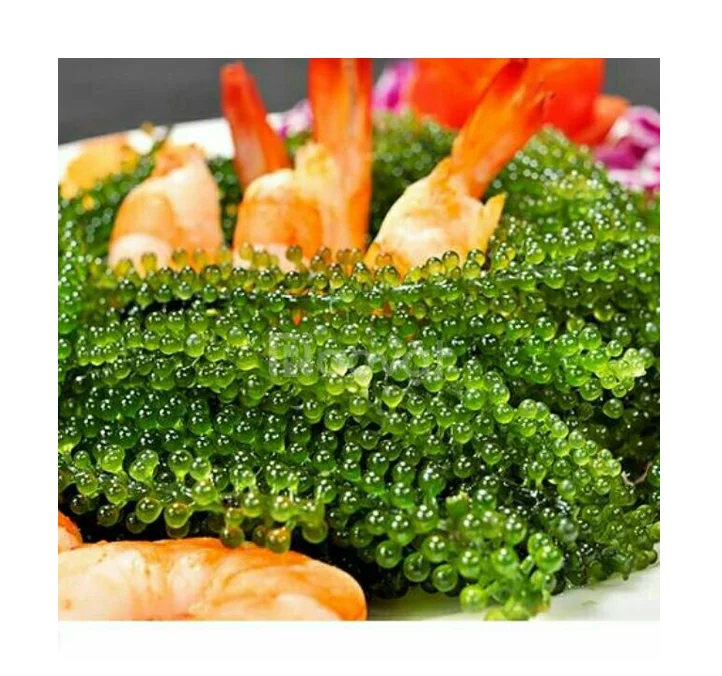 Сушеный морской виноград для вкусной еды