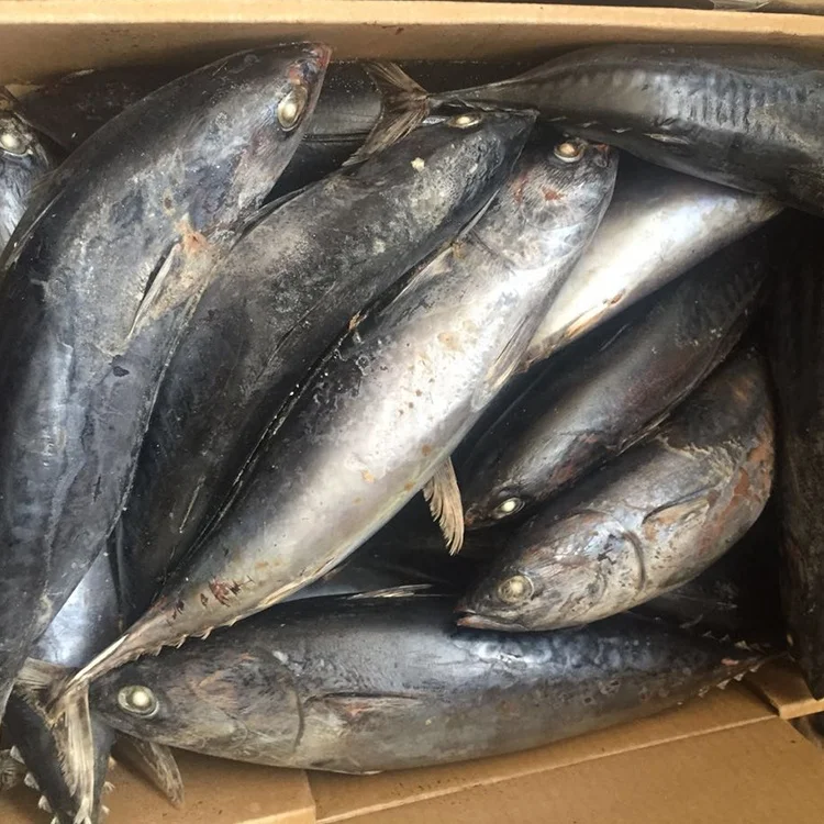 Best quality reasonable price fresh seafood Frozen bonito Tuna Fish