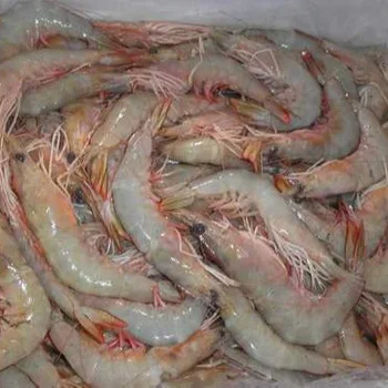 
Good Quality Hot sale Cheap IQF frozen hlso black tiger shrimp 
