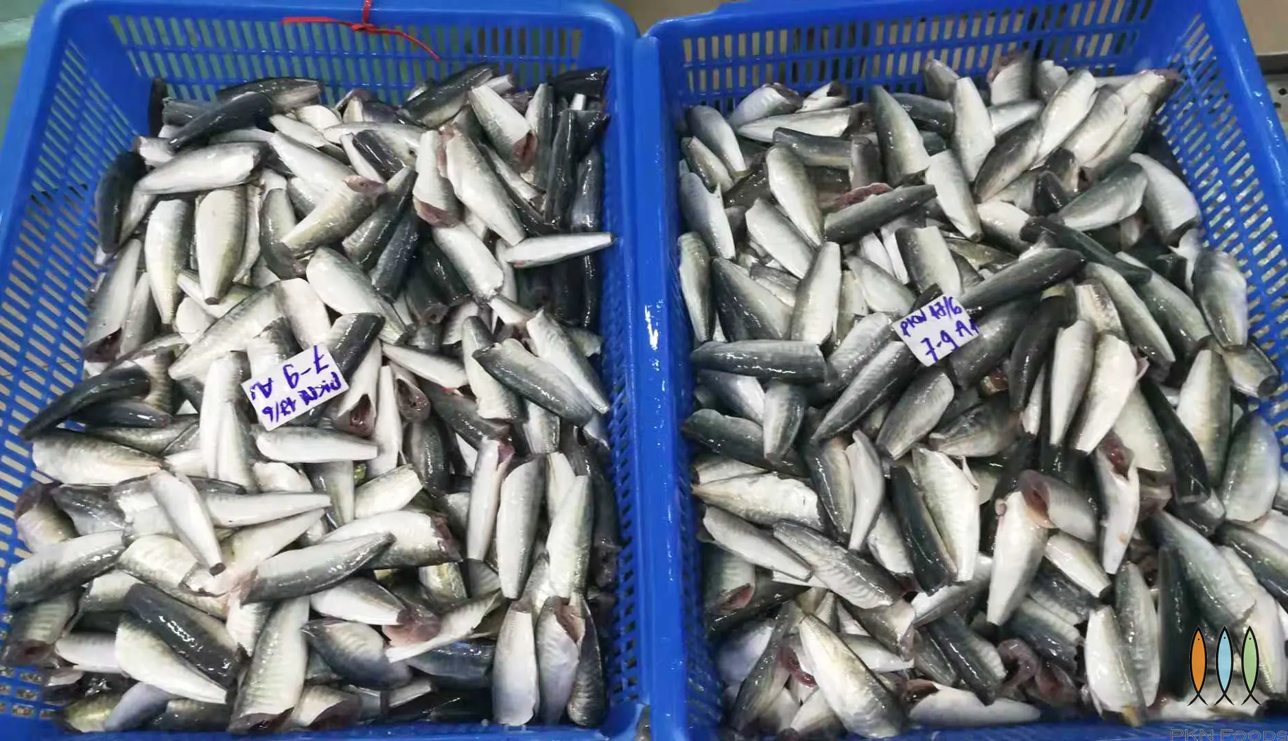Frozen Round scad HGT for market canned fish From Viet Nam -  cheapest price, high quality