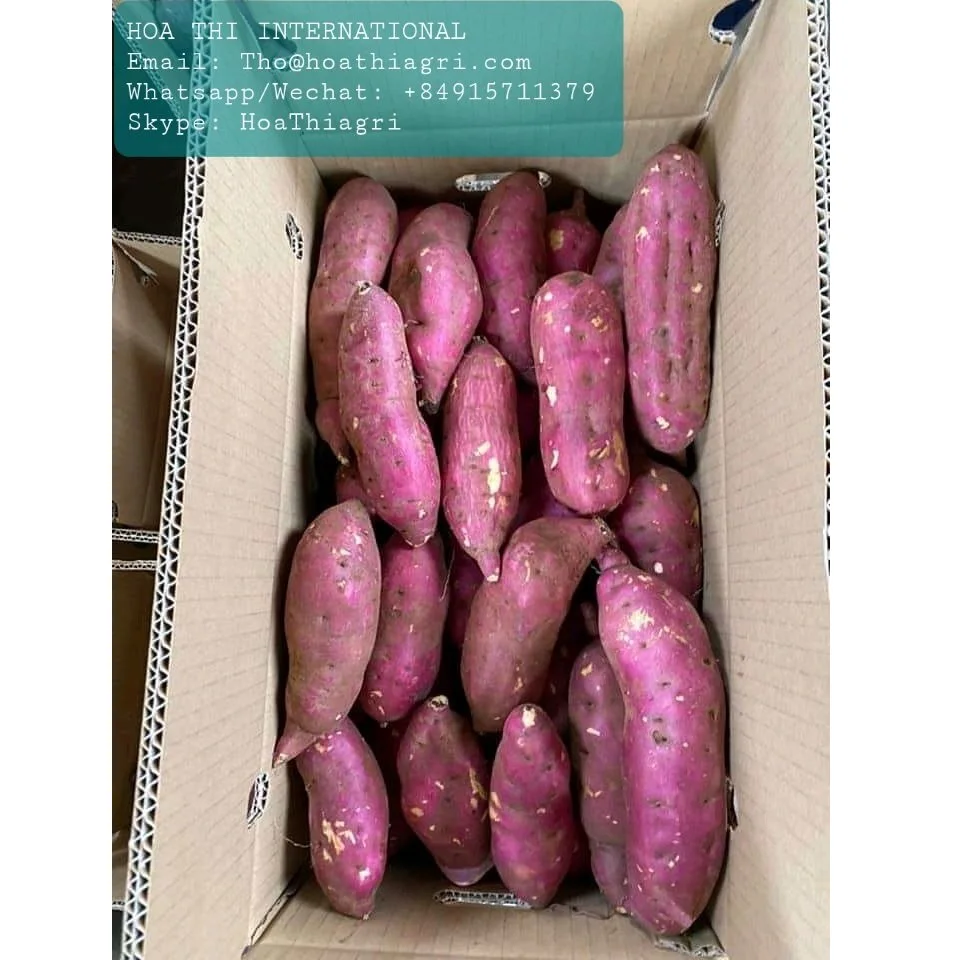 Carton Boxes Common Cultivation Type 100% Natural 170-450kg High Quality  Sweet Potato Origin From Vietnam