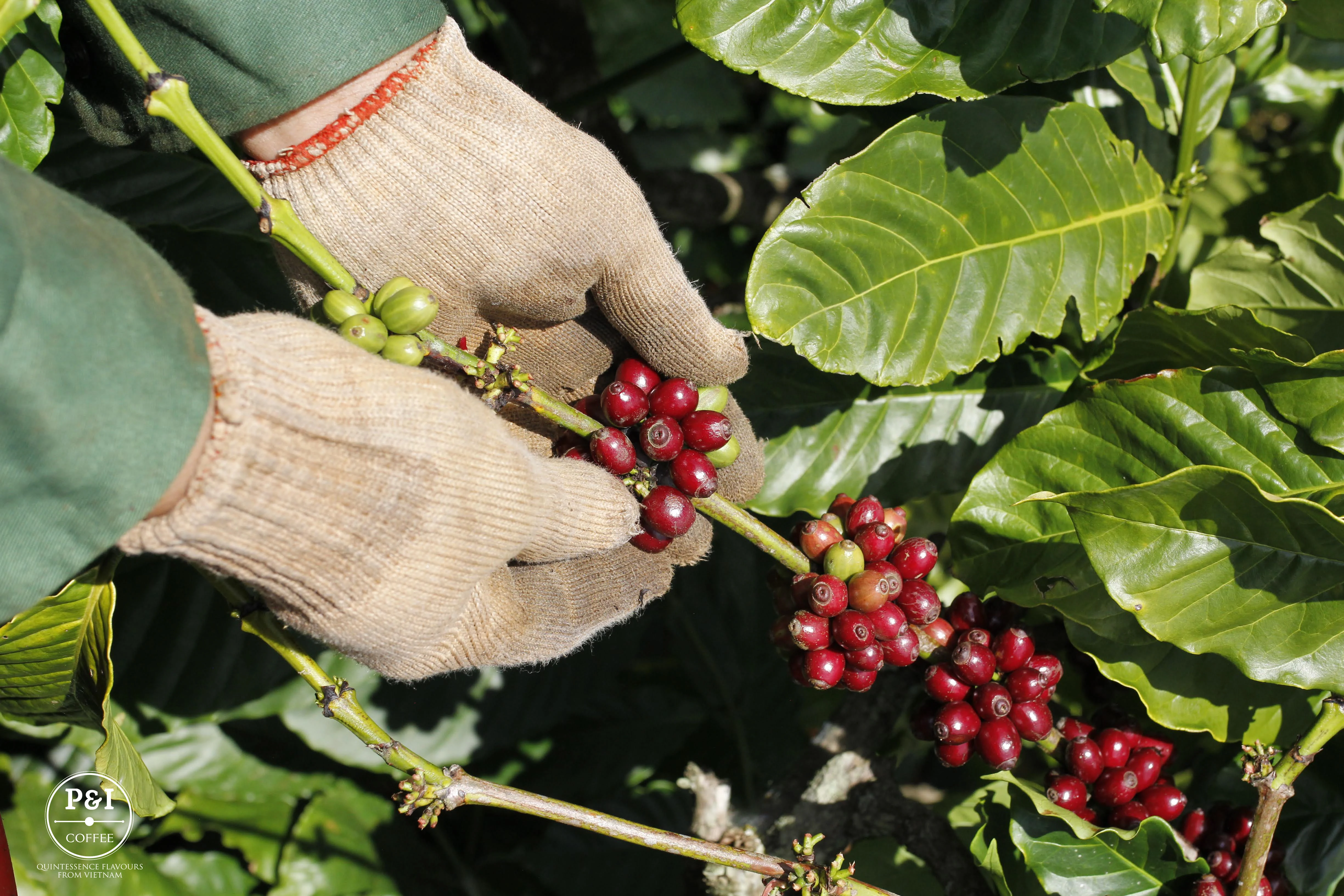  Сделано в Вьетнаме оптовая продажа зерна кофе Зеленые органические кофейные