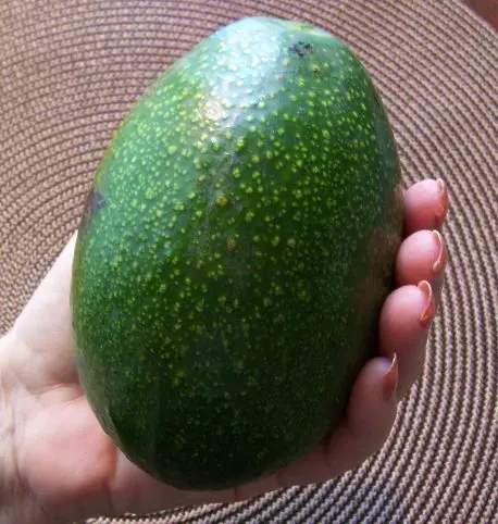 
Fresh Avocado / Hass Avocado, Fuerte Avocado For Sale 