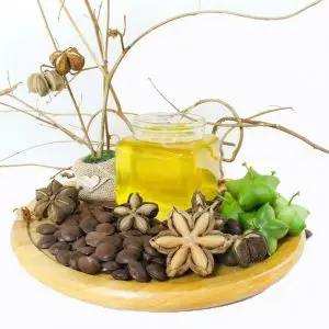 Оптовый продавец необжаренного масла SACHA INCHI NUT и SACHI INCA INCHI по самой низкой цене/Hana 0084 901 006 904