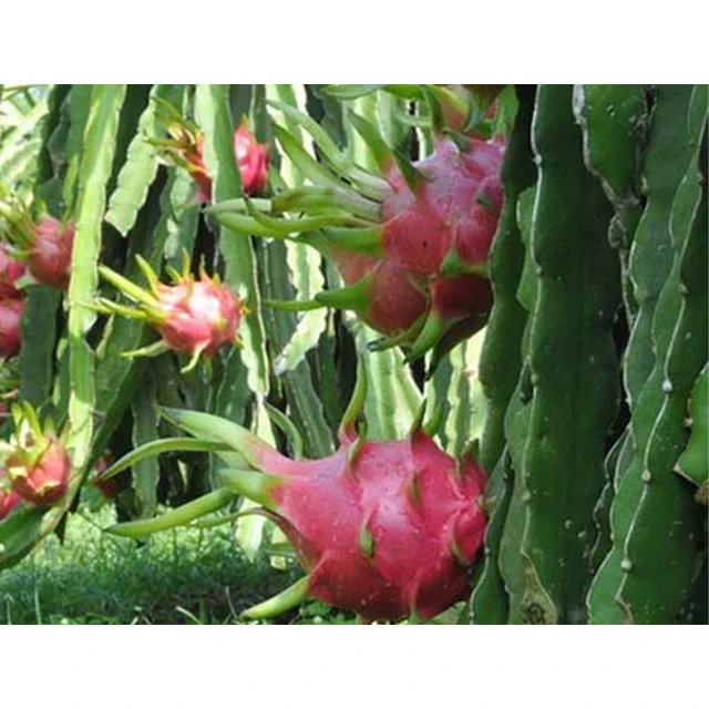 Свежий Супер вкусный вкус Премиум качество красный дракон фрукты весь экспорт