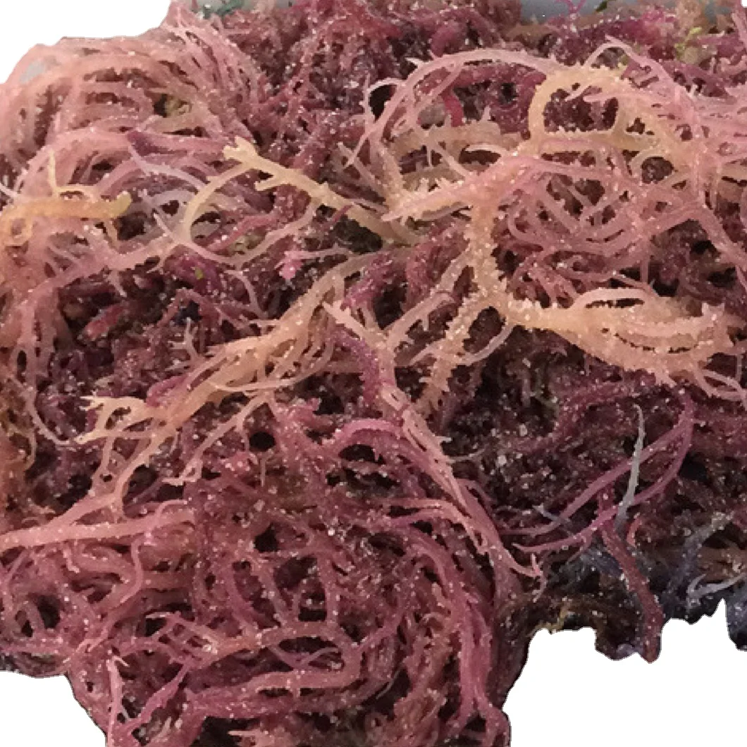 DRIED PURPLE SEA MOSS 100% NATURAL WITH CHEAP PRICE AND HIGH QUALITY FROM VIETNAM IN 2023