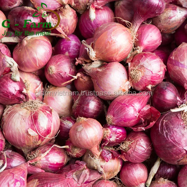 
Fresh onion with high quality VietGAP GlobalGAP 