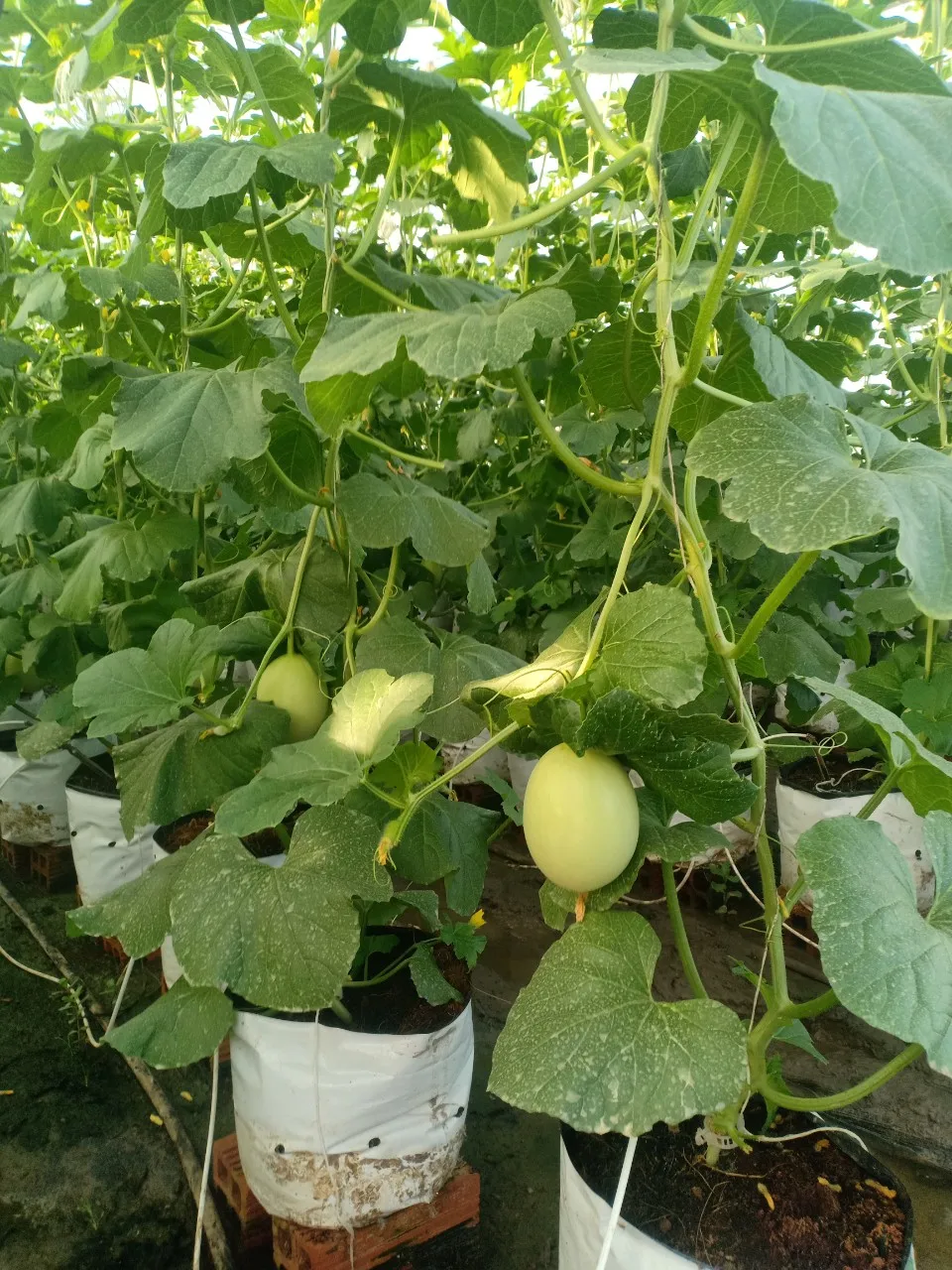  Оптовая цена Высококачественная фруктовая Дыня/канталупа из Вьетнама