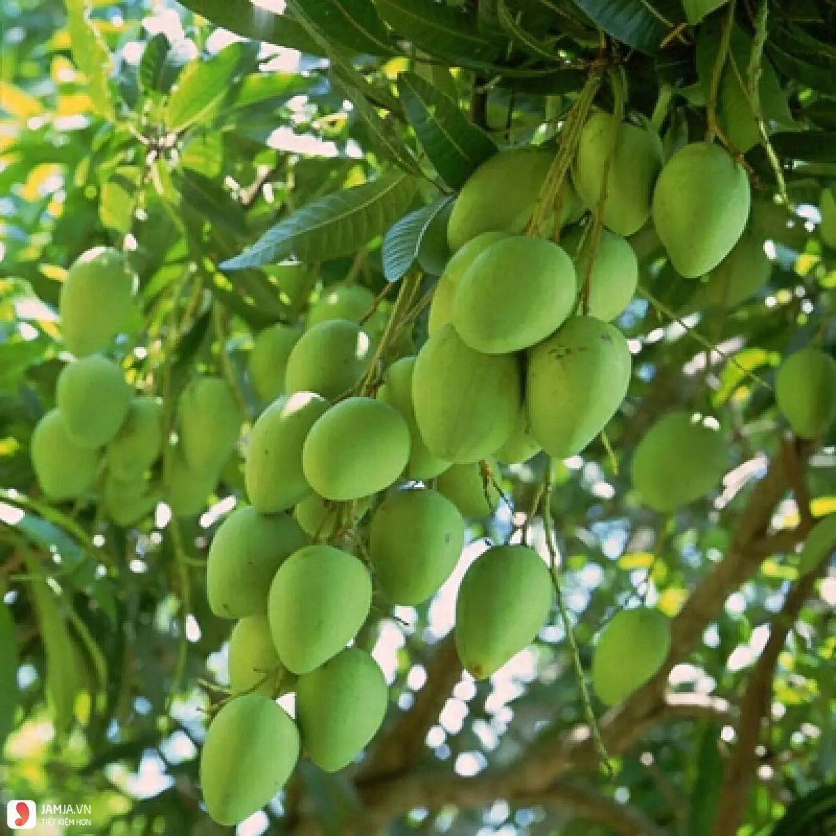 240 мл сок манго не из концентрата