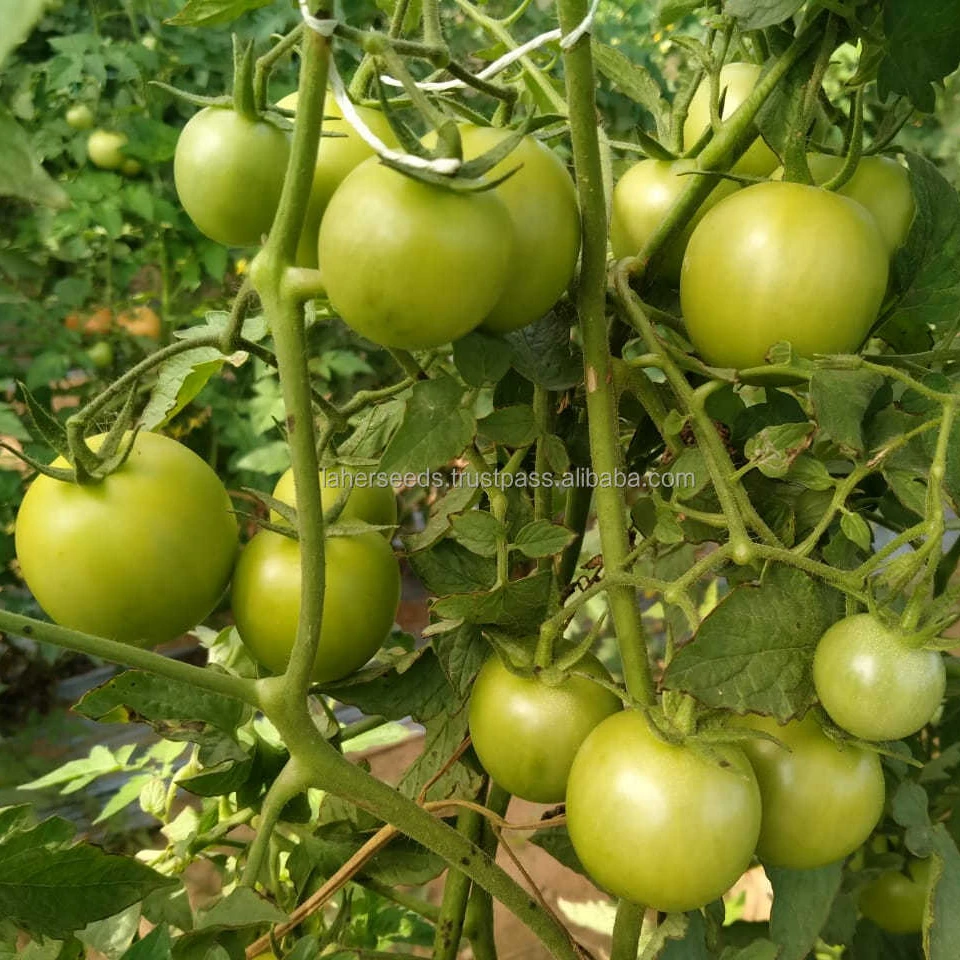 
2021 HYBRID TOMATO SEEDS FOR ALGERIA F1`INDETERMINATE 10 GMS PACKING 