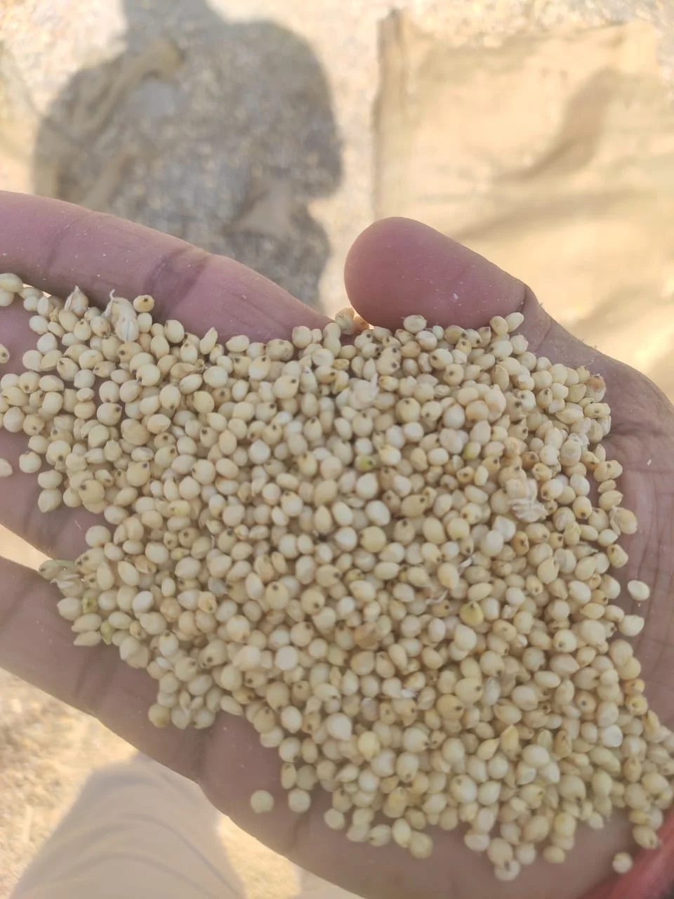 Machine Cleaned best quality Dried Sorghum Seeds