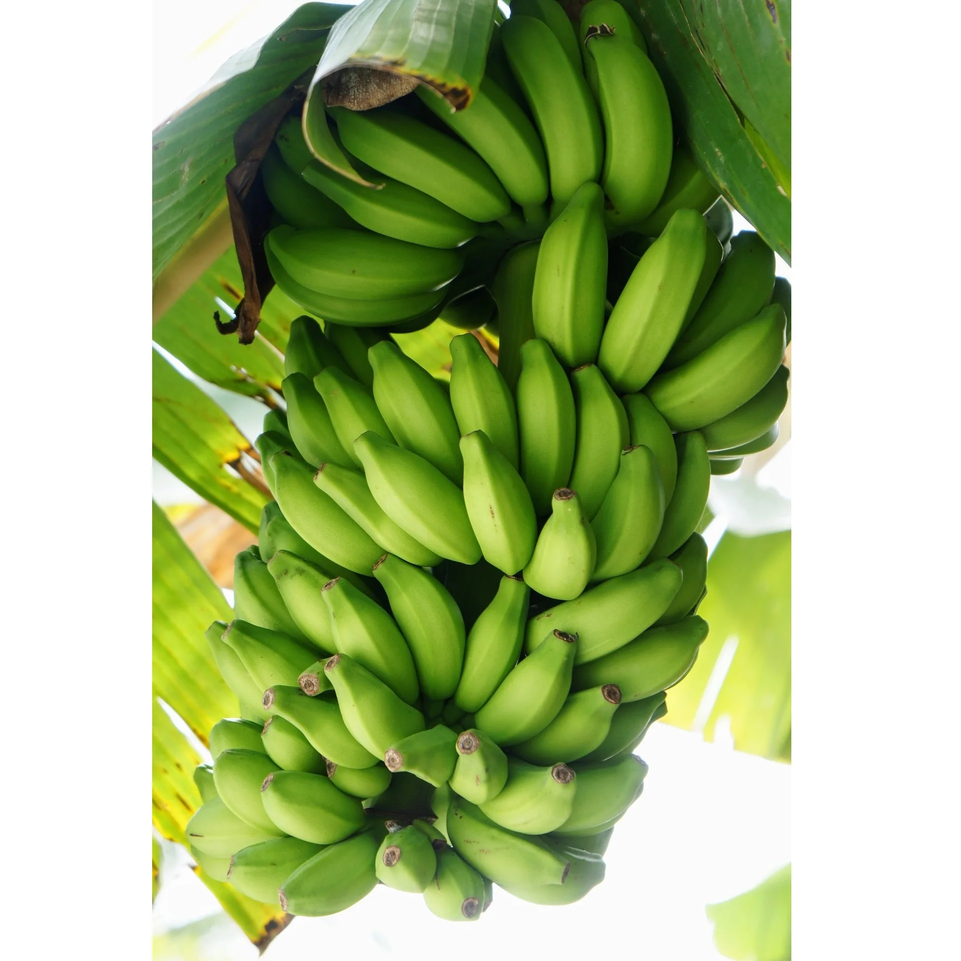 
Fresh Cavendish Banana from Vietnam Have GlobalGap Certification 