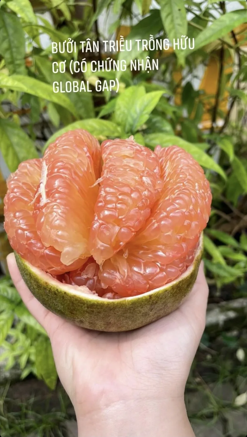 Vietnam All season TamEco The Product Grapefruit Fresh Green Organic Pomelo With Sweet Light Sour Taste 1.4 kg