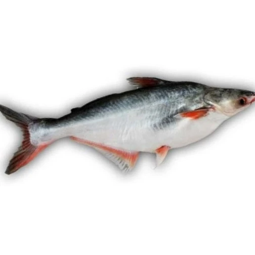 
FROZEN IQF PANGASIUS - BASA/ DORY/ SWAI FISH WHOLE ROUND 