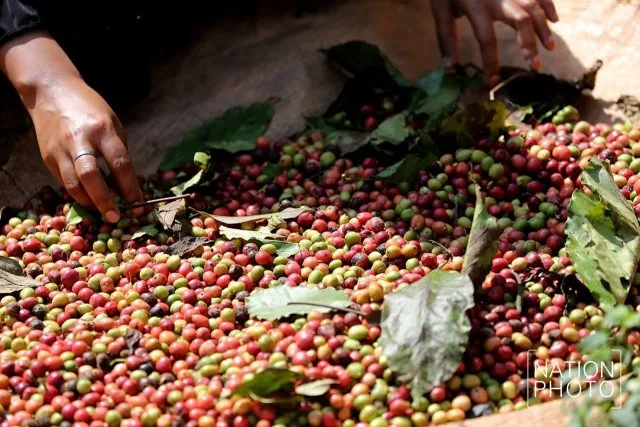 Bean Coffee Whole Bean Coffee Nicaragua 1 Kg  To Cup Coffee Maker Roasted For Espresso