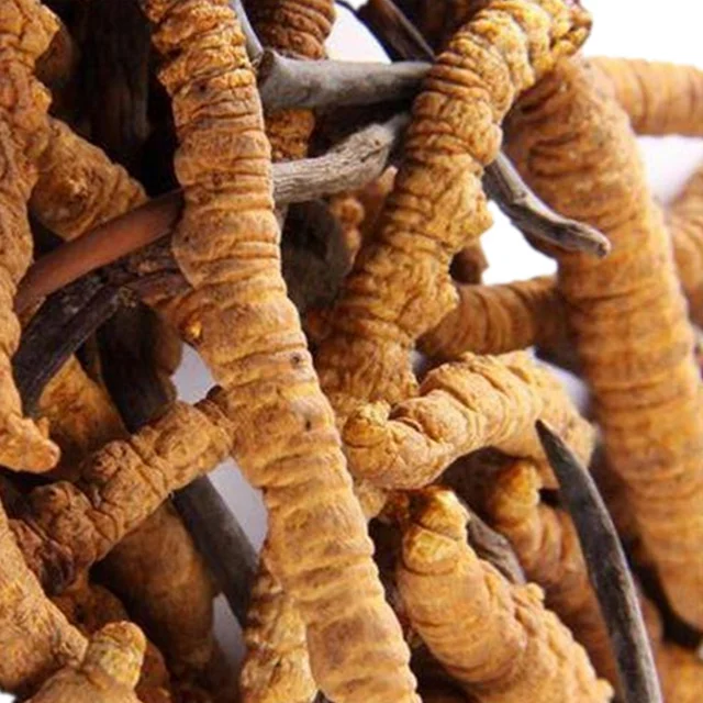 Manufacturer Supply EU and NOP Organic Cordyceps Militaris Extract powder