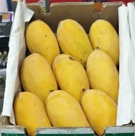  Свежие фрукты манго из пакистана готовые к экспорту на Ближний Восток