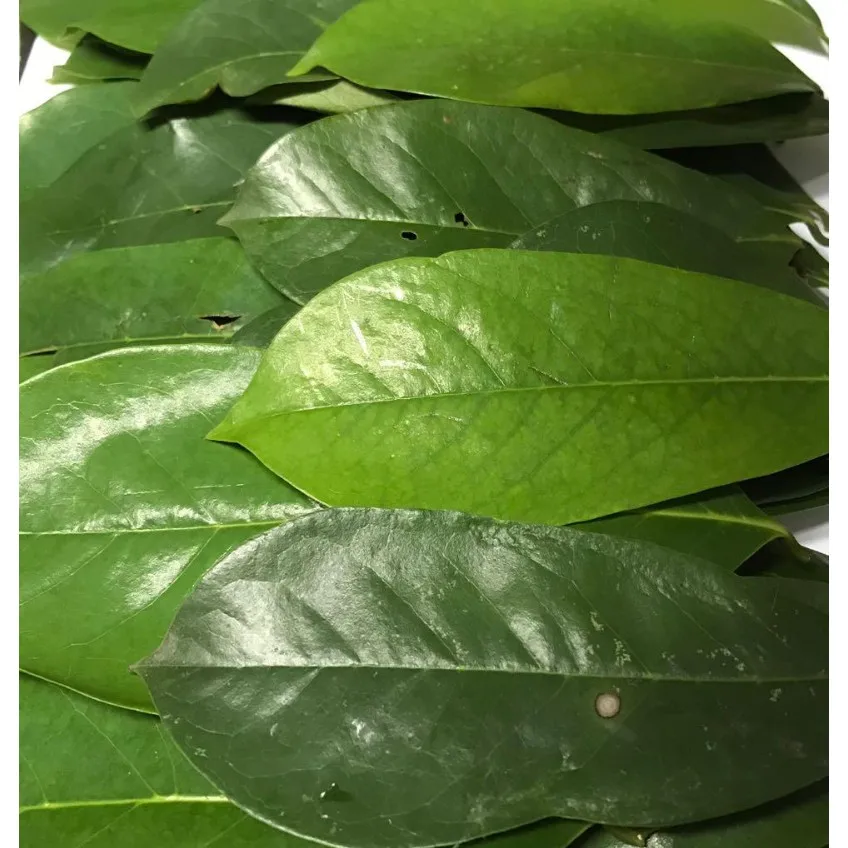 [Новинка] сушеные листья соусника россыпью/ручная сборка и на солнце формы Вьетнам/г-жа Алиса + 84 904 183 651