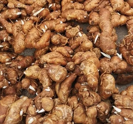Kaempferia galanga/ Sand Ginger Kencur/ Cutcherry Kencur по конкурентоспособной цене