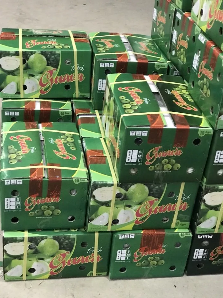 
HOT 2020 wholesale fresh guava Vietnam for sales 
