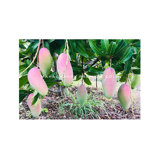 Supanij Thailand Premium Royal Sweet Mahachanok Mango Premium Quality for 100% Export