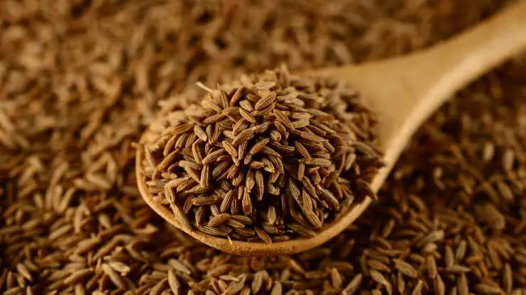 
COMINHO / KOMIJN / KAMMUN / SPISKUMMIN / COMINO DI CUMIN Seeds India 