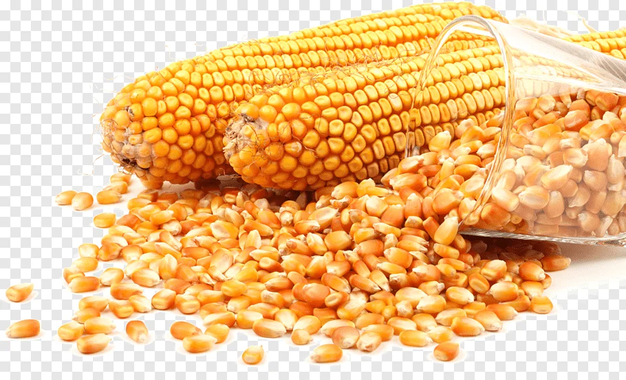 
Popcorn Maize Grain/ Yellow Corn 