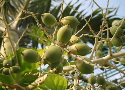 Полностью высушенные белые орехи/орехи арекса из Вьетнама // Jolene + 84