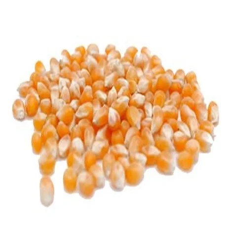 Wholesale Canadian Sweet Yellow Corn For Animal Feed and Human Consumption