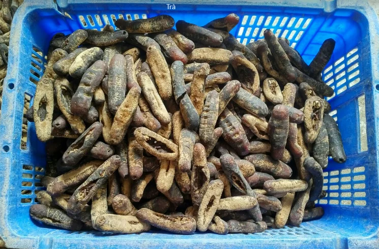 Сушеный и замороженный лысой морской огурец натуральный оптом огурец/сушеный с шипами